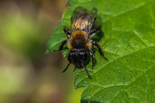 Andrena synadelpha
